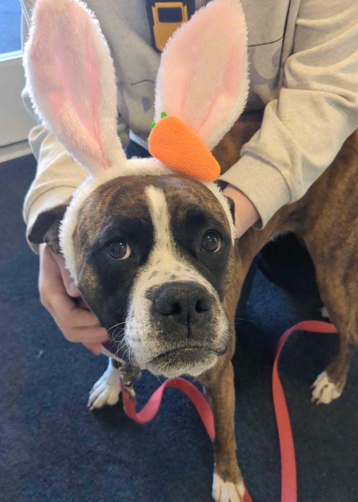 Georgia, Adoptable, Young Female Mixed Breed.