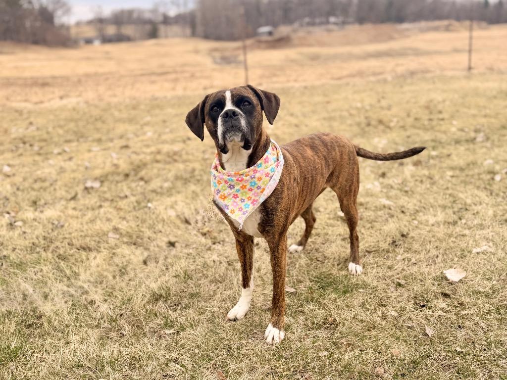 Enlarge Georgia, a Adoptable mixed breed in Menomonie, WI image 2/6