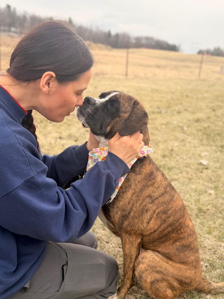 Enlarge Georgia, a Adoptable mixed breed in Menomonie, WI image 3/6