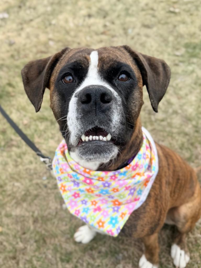 Enlarge Georgia, a Adoptable mixed breed in Menomonie, WI image 5/6