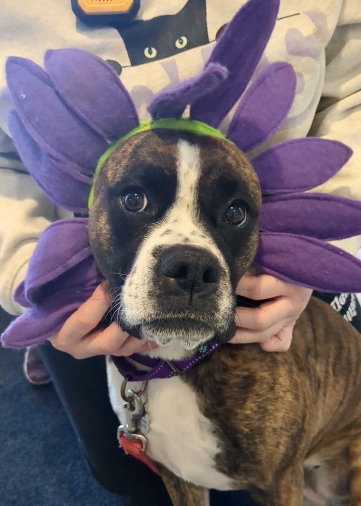 Enlarge Georgia, a Adoptable mixed breed in Menomonie, WI image 6/6