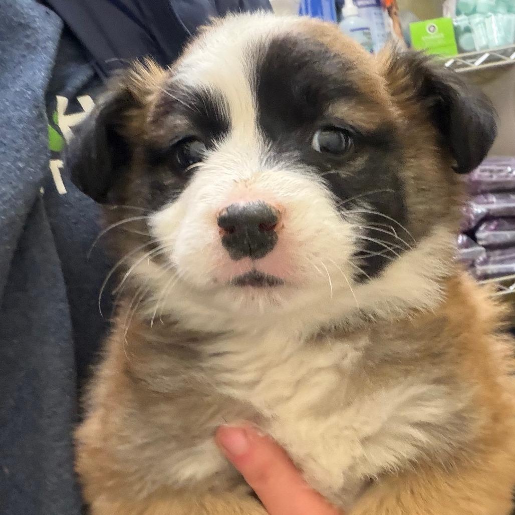 Ephiny, Adoptable, Puppy Female Mixed Breed.