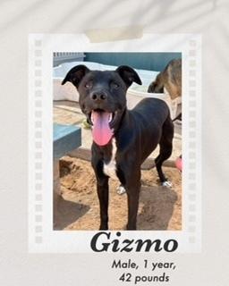 Gizmo, Adoptable, Adult Male Labrador Retriever & Shepherd.