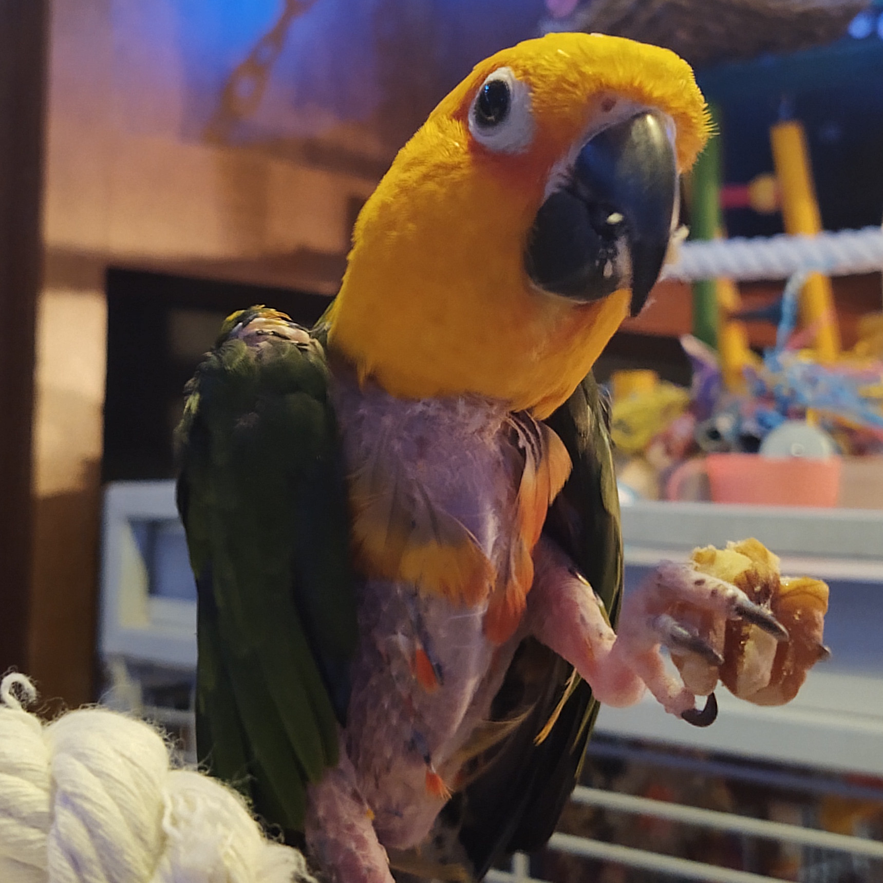 Enlarge Stewie, a Adoptable Conure in Alexander, NC image 2/2