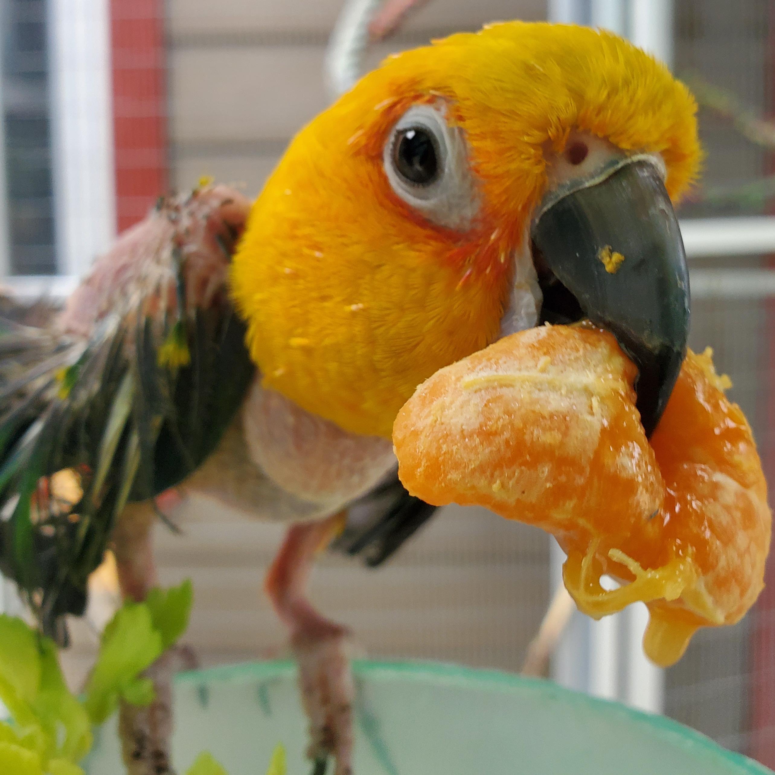 Enlarge Stewie, a Adoptable Conure in Alexander, NC image 1/2