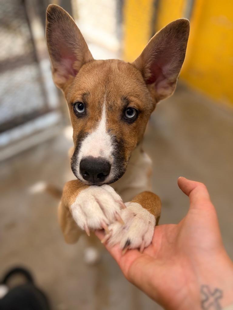 Mini Mel, Adoptable, Puppy Female Husky.