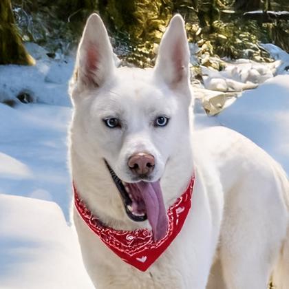 Yeti, Adoptable, Adult Male Husky & Mixed Breed.