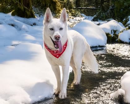 Enlarge Yeti, a Adoptable mixed breed in Camano Island, WA image 2/3
