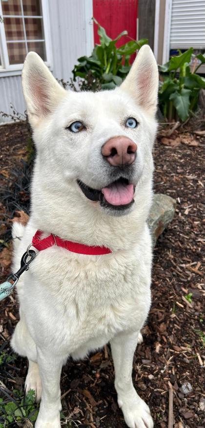Enlarge Yeti, a Adoptable mixed breed in Camano Island, WA image 3/3