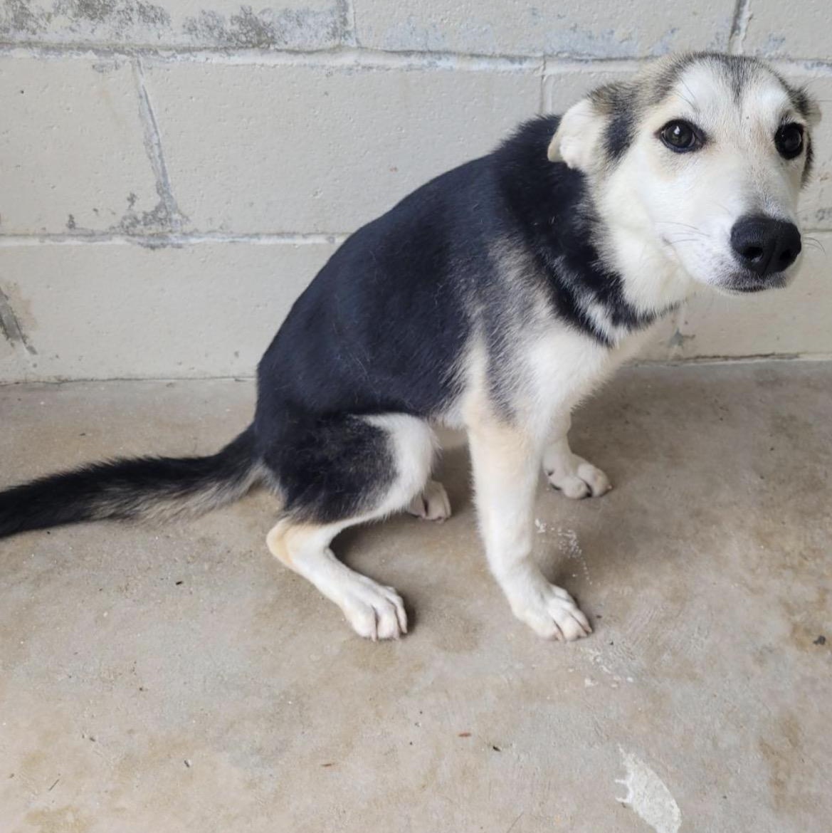 Enlarge Nova, an adopted mixed breed in Cumberland, RI image 2/2