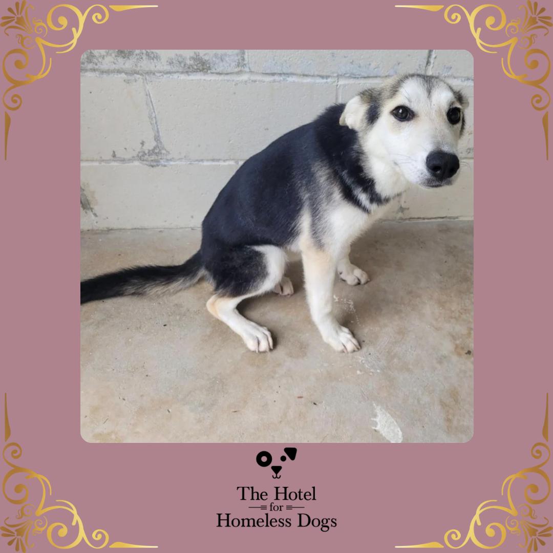 Nova, adopted, Puppy Female Husky & Terrier.