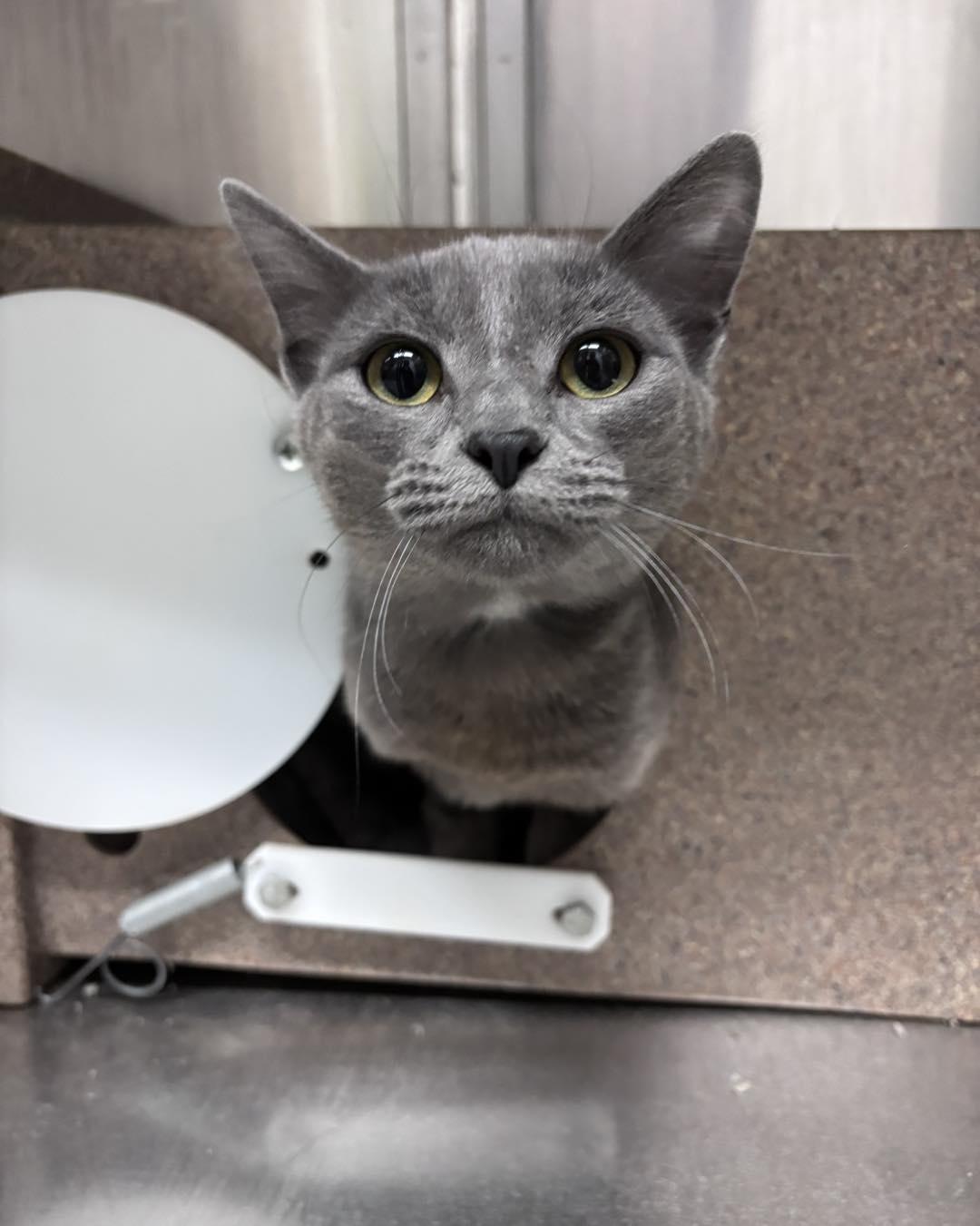 Mikasa, adoptable, Adult Female Domestic Short Hair.
