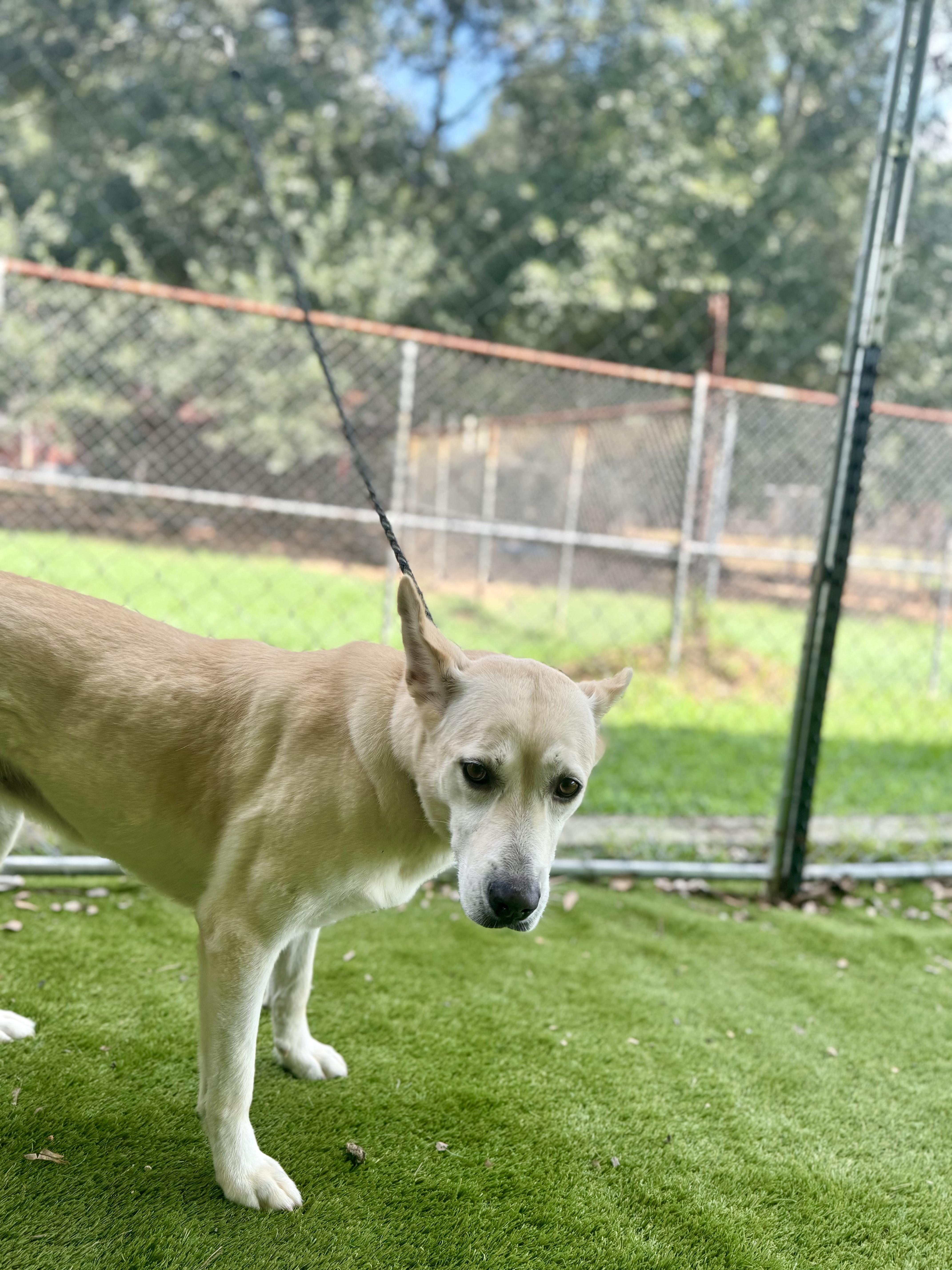 Enlarge Cheryl, a Adoptable mixed breed in Rockford, IL image 1/6