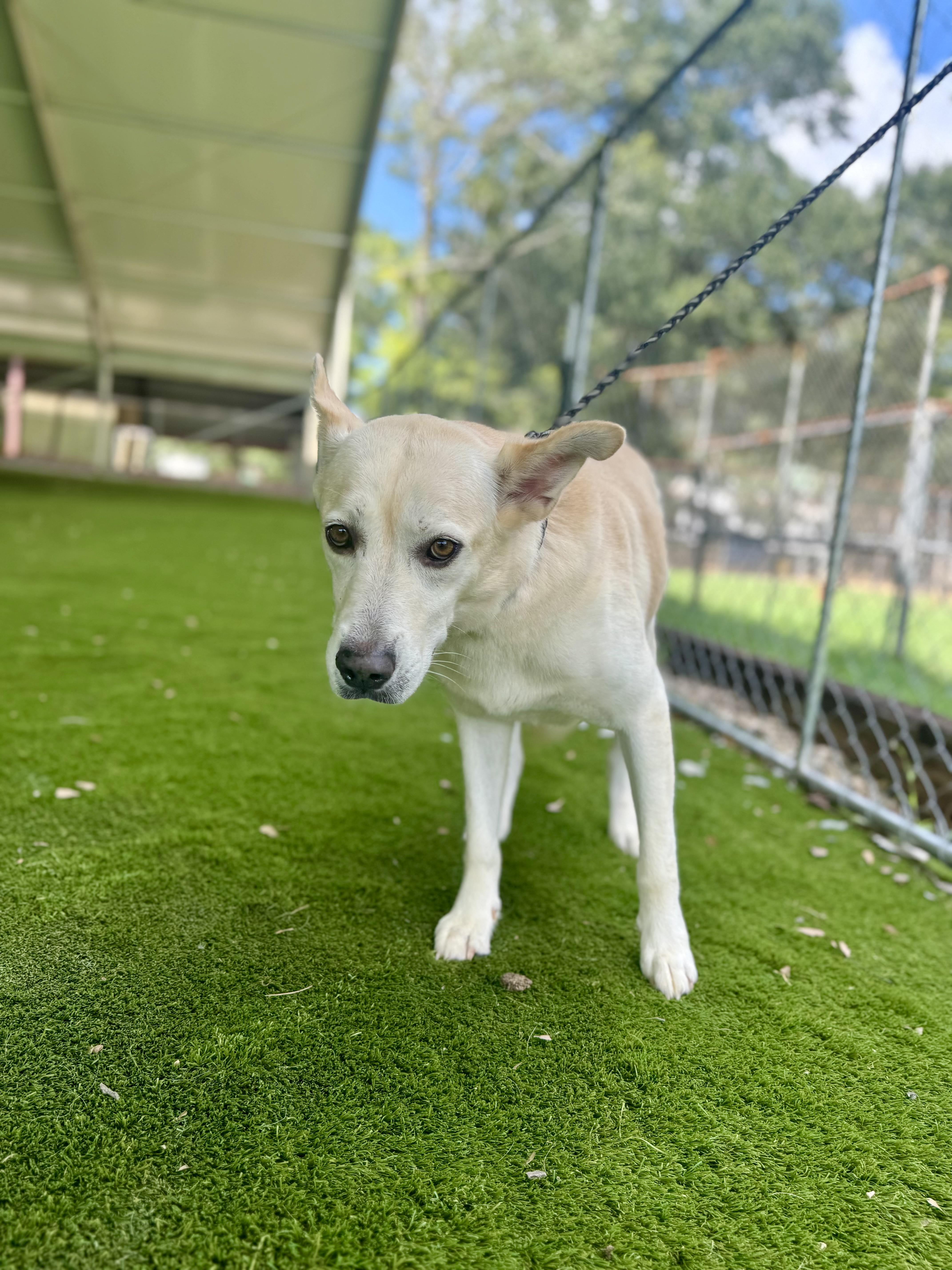 Enlarge Cheryl, a Adoptable mixed breed in Rockford, IL image 3/6
