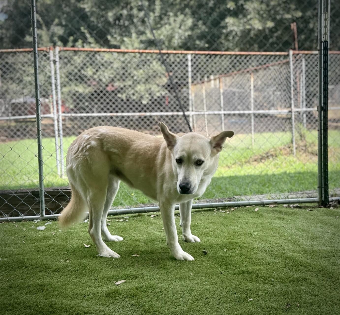 Enlarge Cheryl, a Adoptable mixed breed in Rockford, IL image 4/6