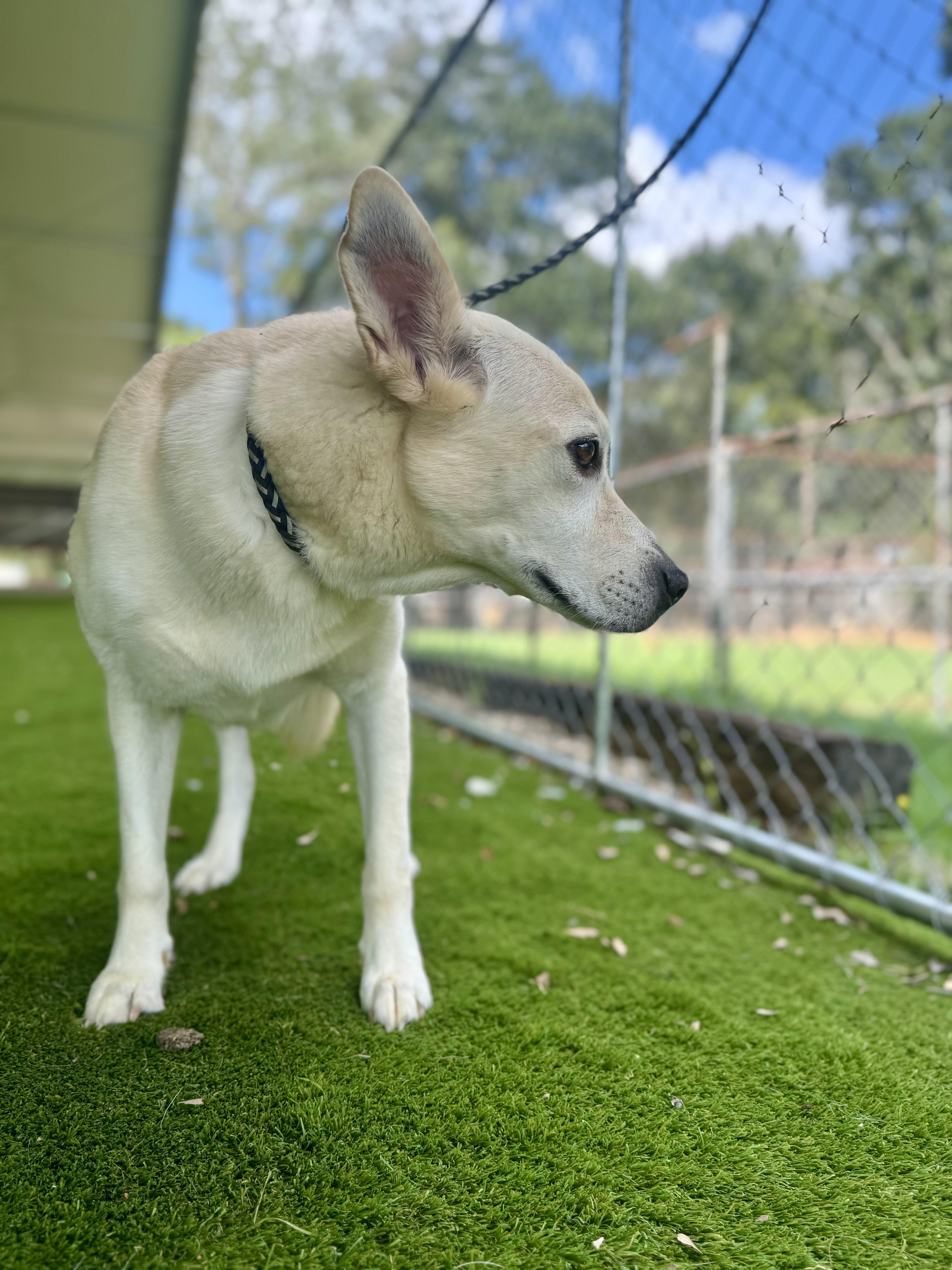 Enlarge Cheryl, a Adoptable mixed breed in Rockford, IL image 6/6