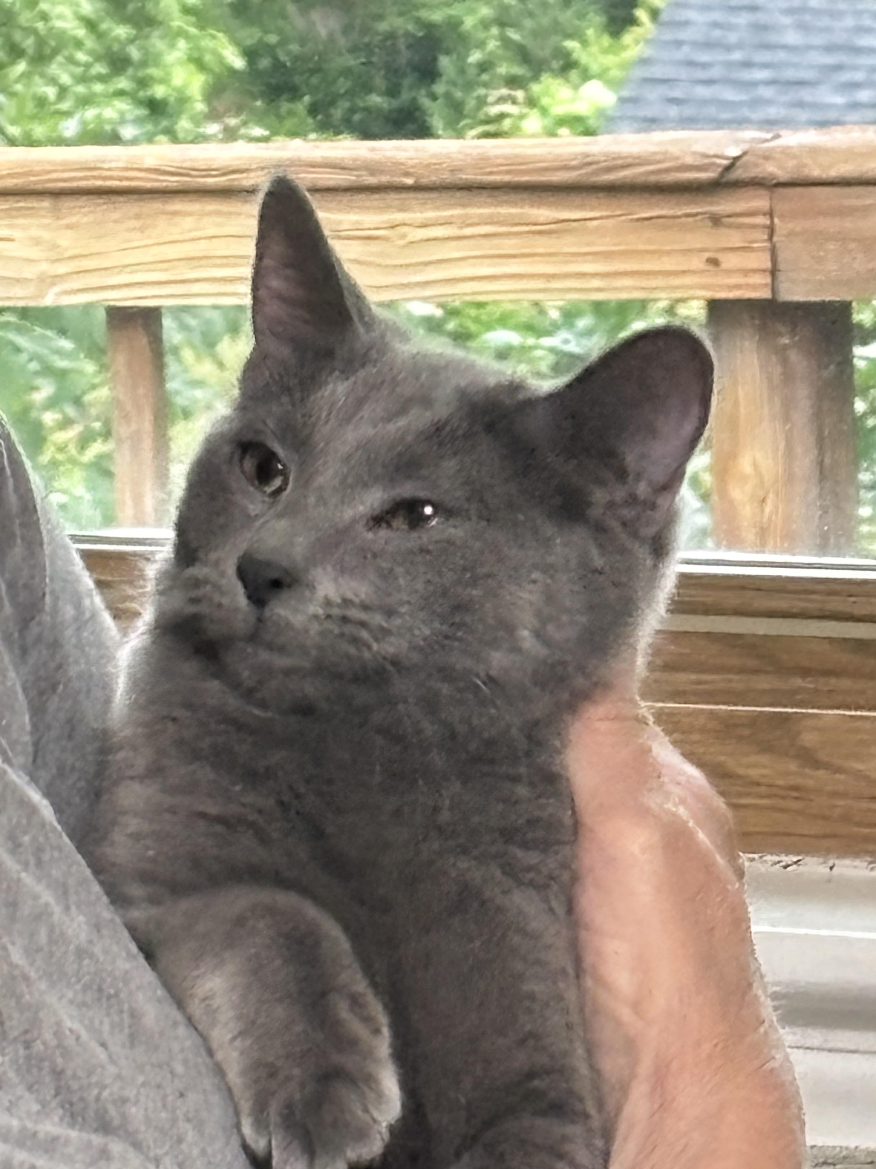 Bunny, a Adoptable American Bobtail in Alexandria, VA image 2/5