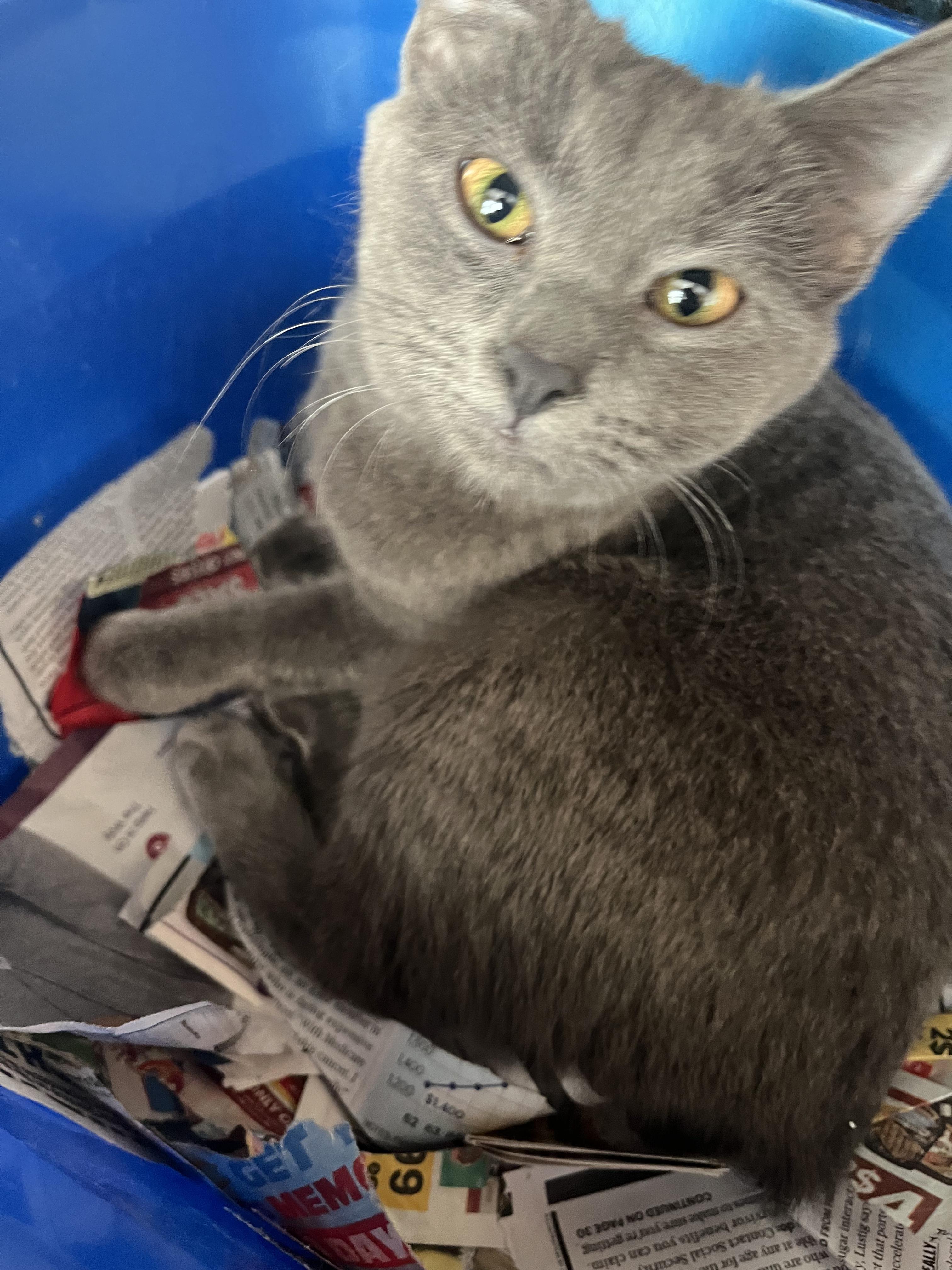 Bunny, a Adoptable American Bobtail in Alexandria, VA image 5/5