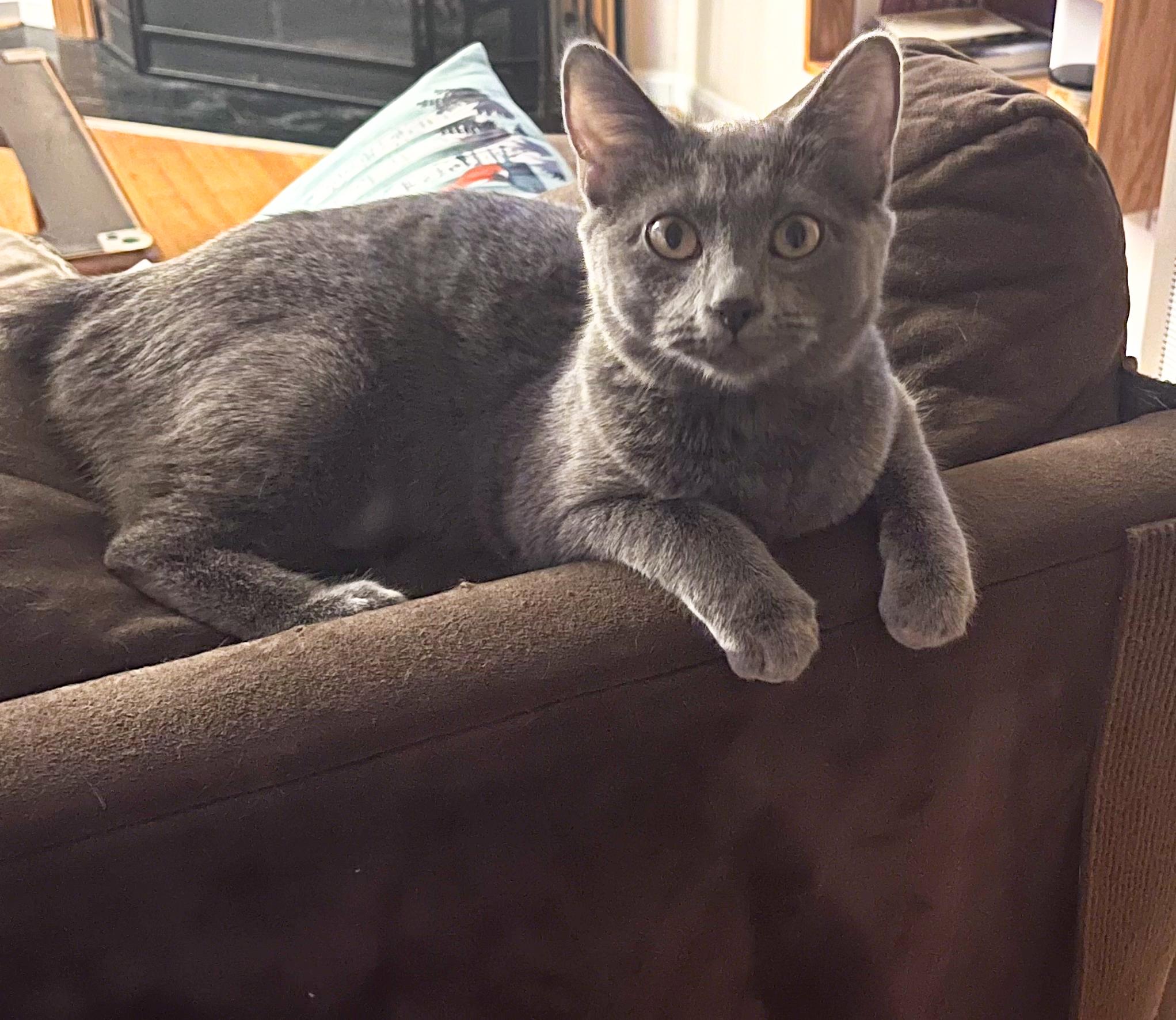 Bunny, a Adoptable American Bobtail in Alexandria, VA image 4/5