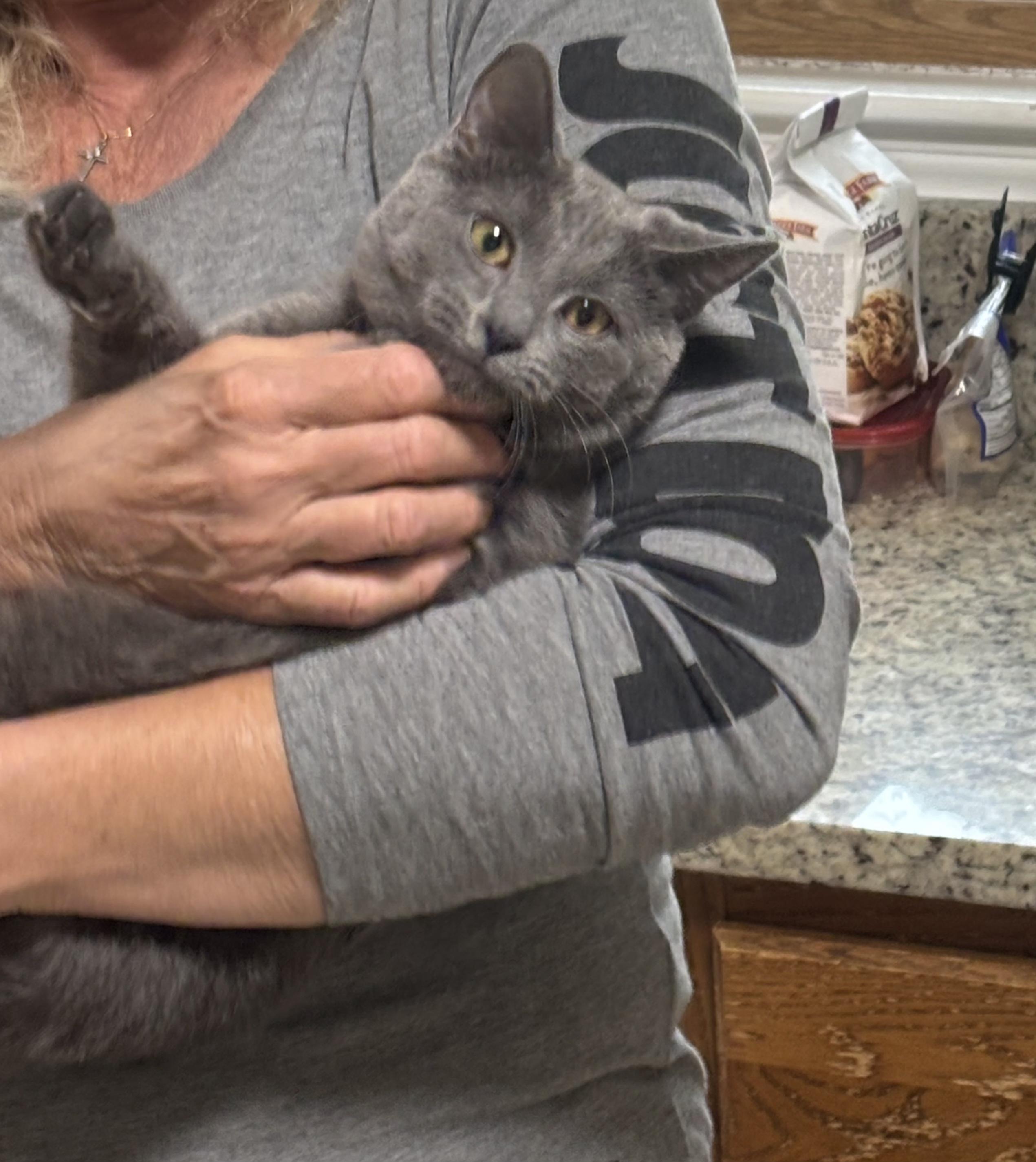 Bunny, Young Female American Bobtail