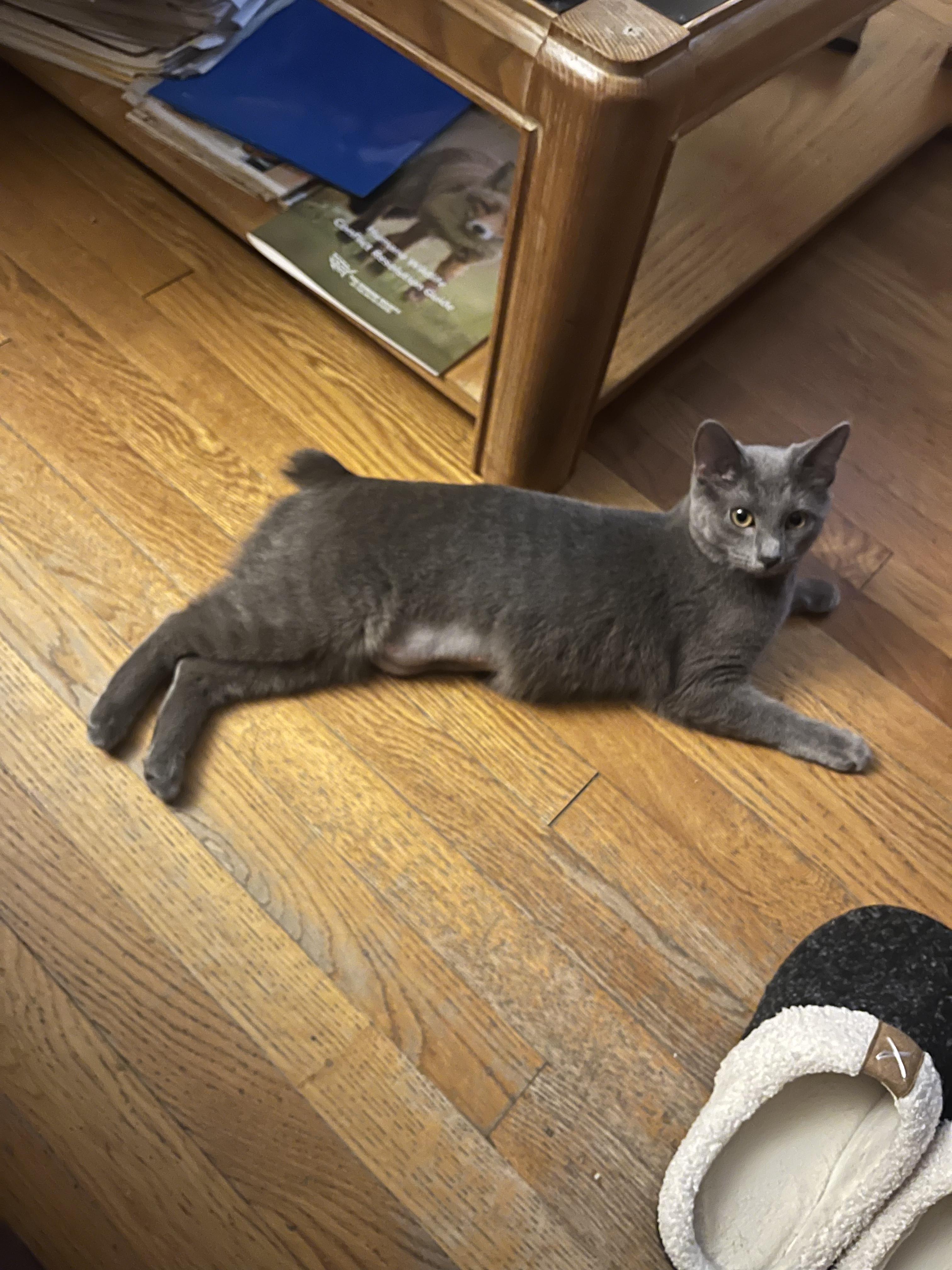 Bunny, a Adoptable American Bobtail in Alexandria, VA image 3/5