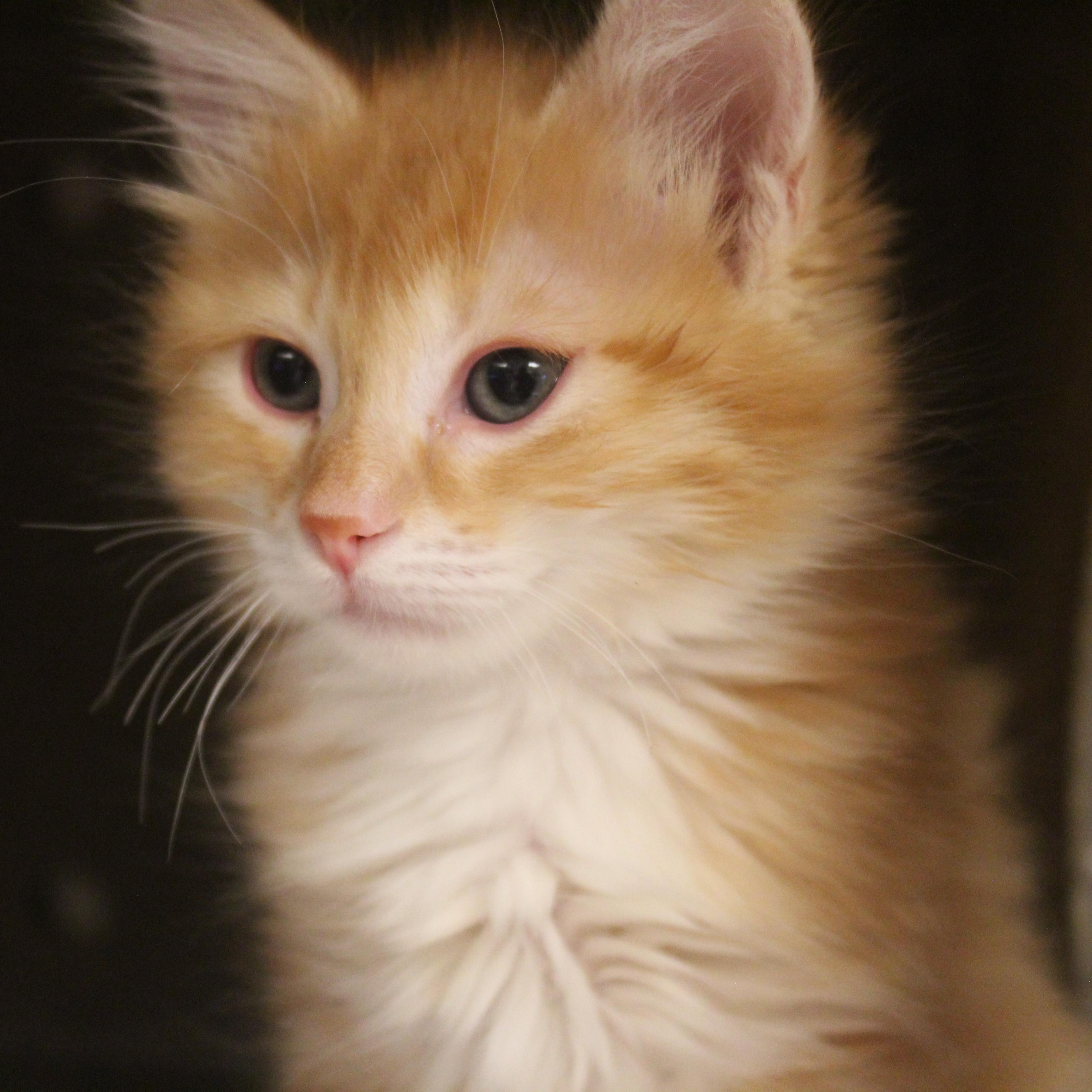 Enlarge Mantis, an adopted Domestic Medium Hair in Yucca Valley, CA image 5/5