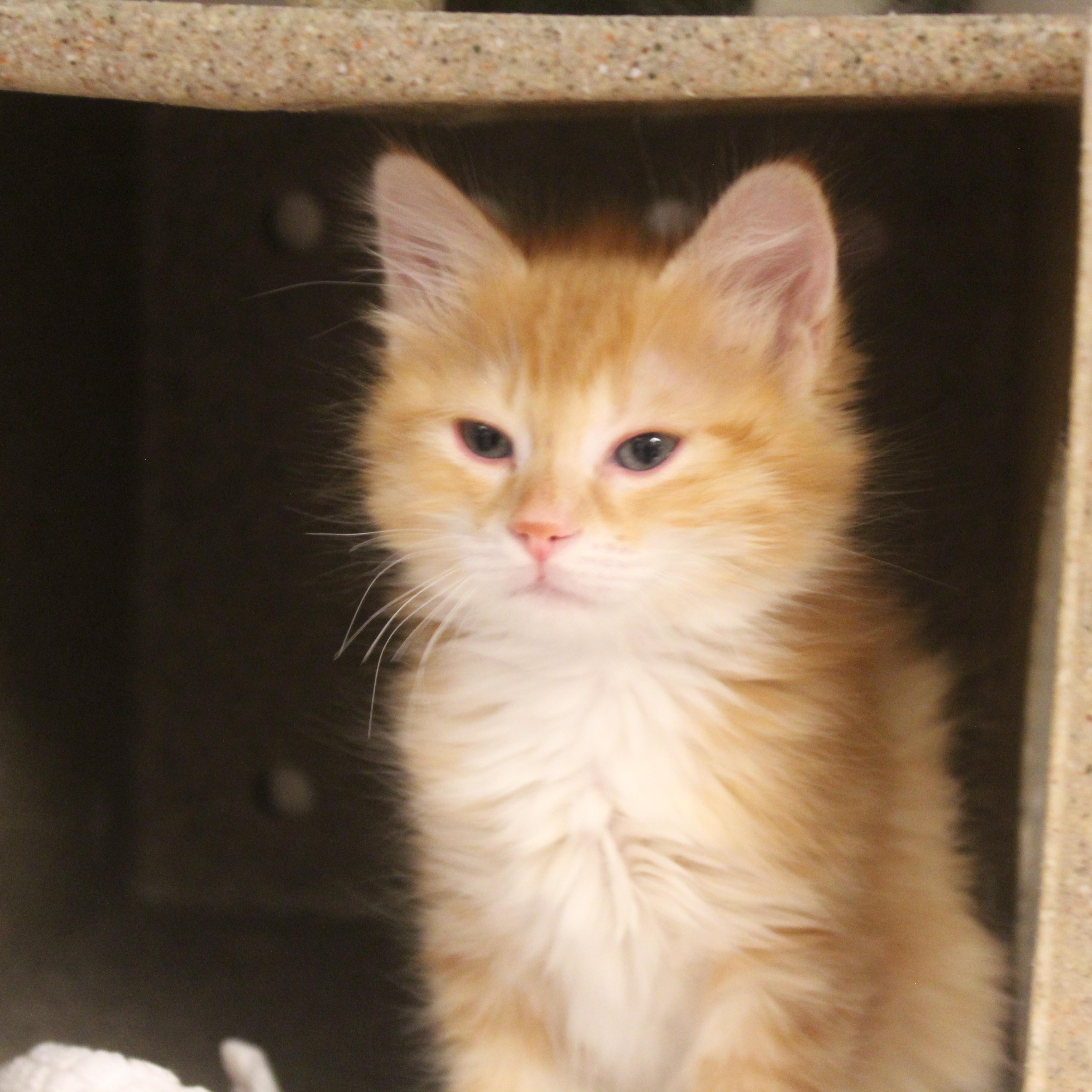 Mantis, adopted, Kitten Female Domestic Medium Hair.