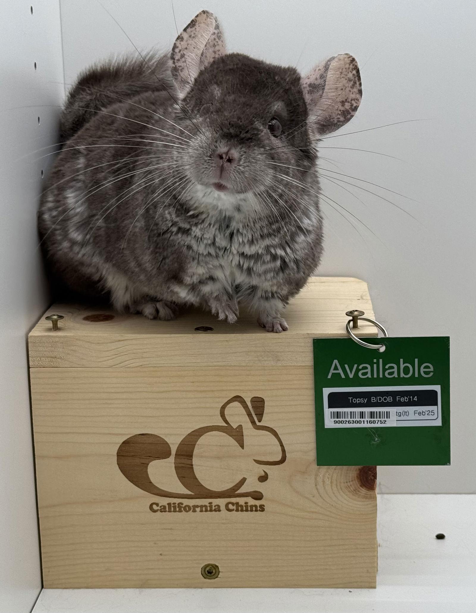 Topsy, Adoptable, Senior Male Chinchilla.