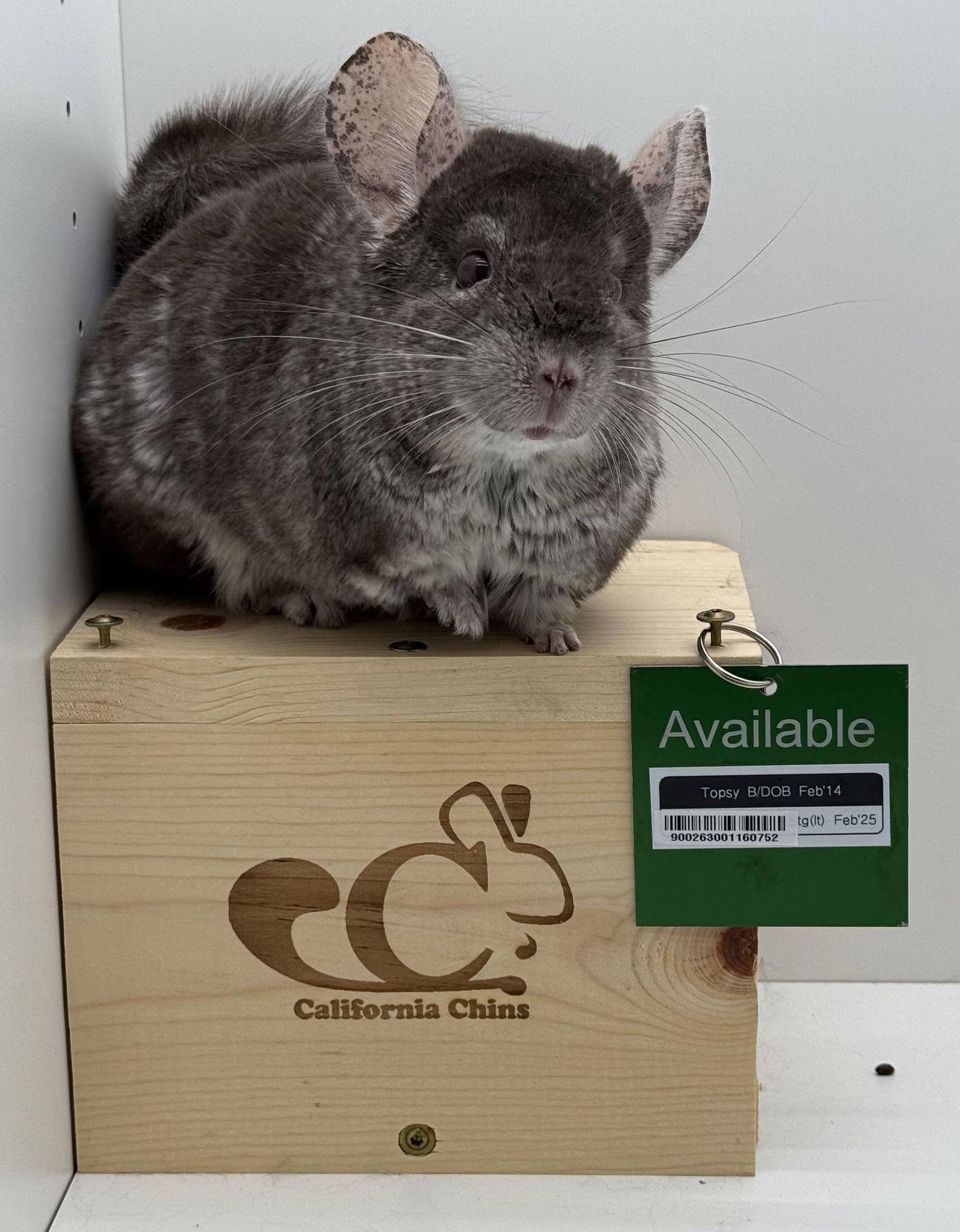 Enlarge Topsy, a Adoptable Chinchilla in Sunnyvale, CA image 2/3