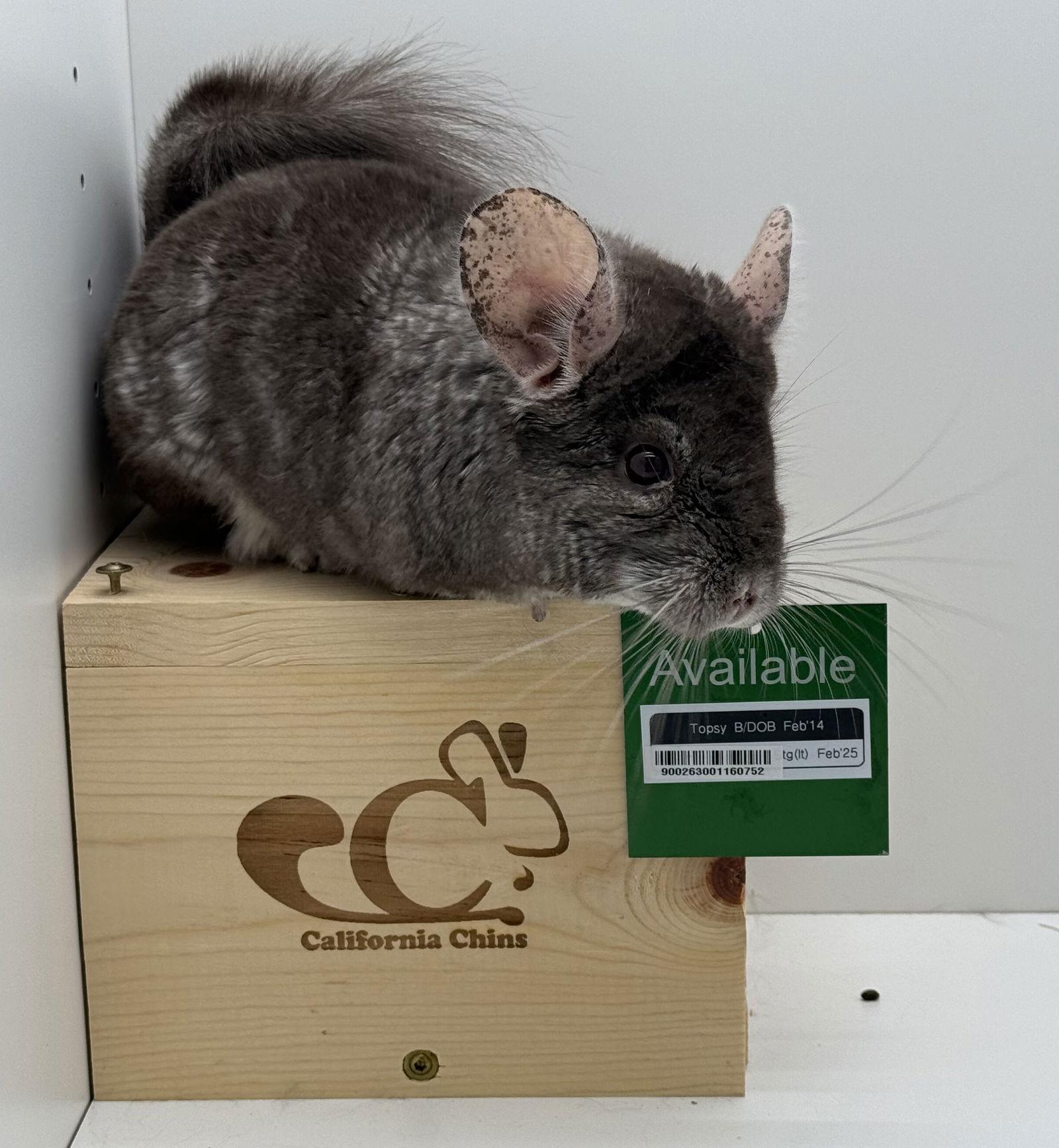 Enlarge Topsy, a Adoptable Chinchilla in Sunnyvale, CA image 3/3