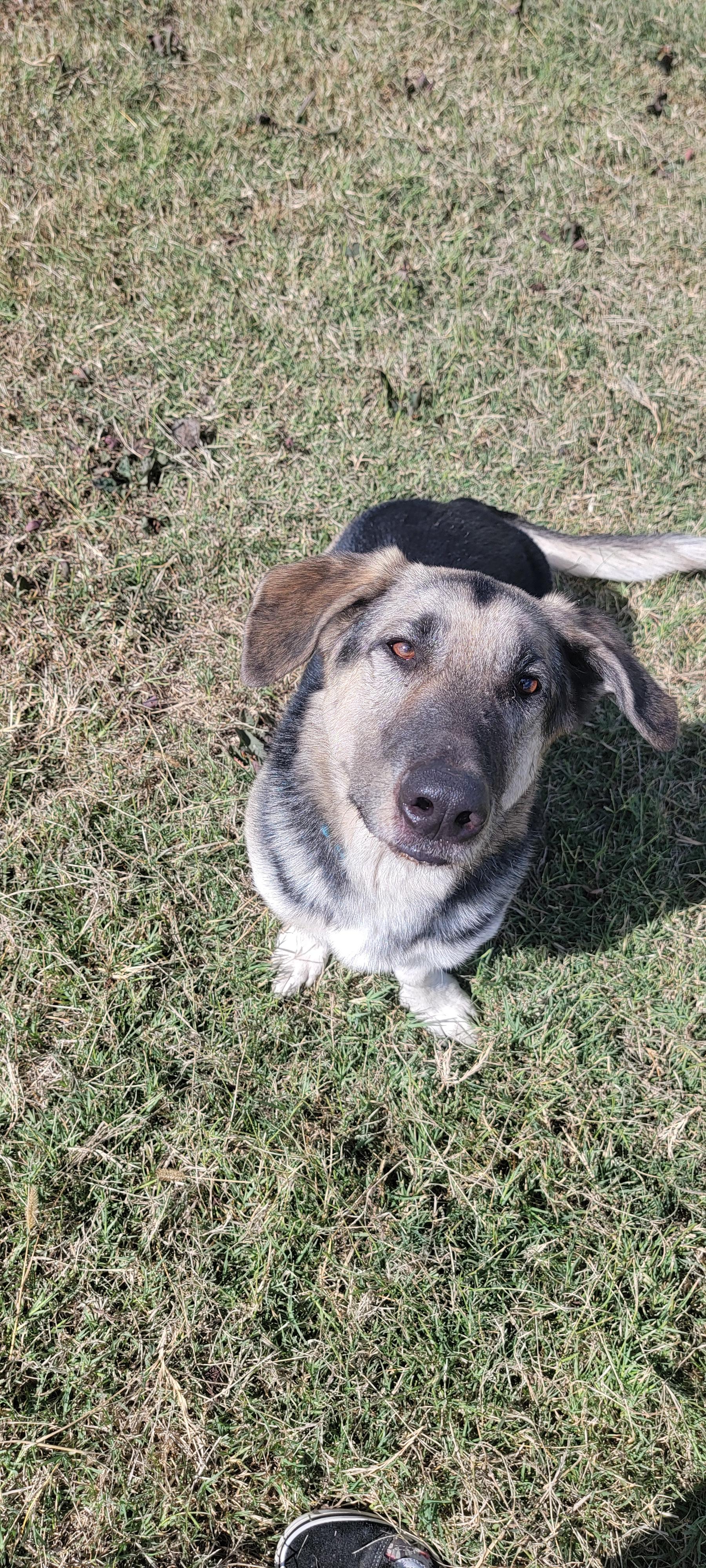 Mini, Adoptable, Adult Female German Shepherd Dog & Basset Hound.