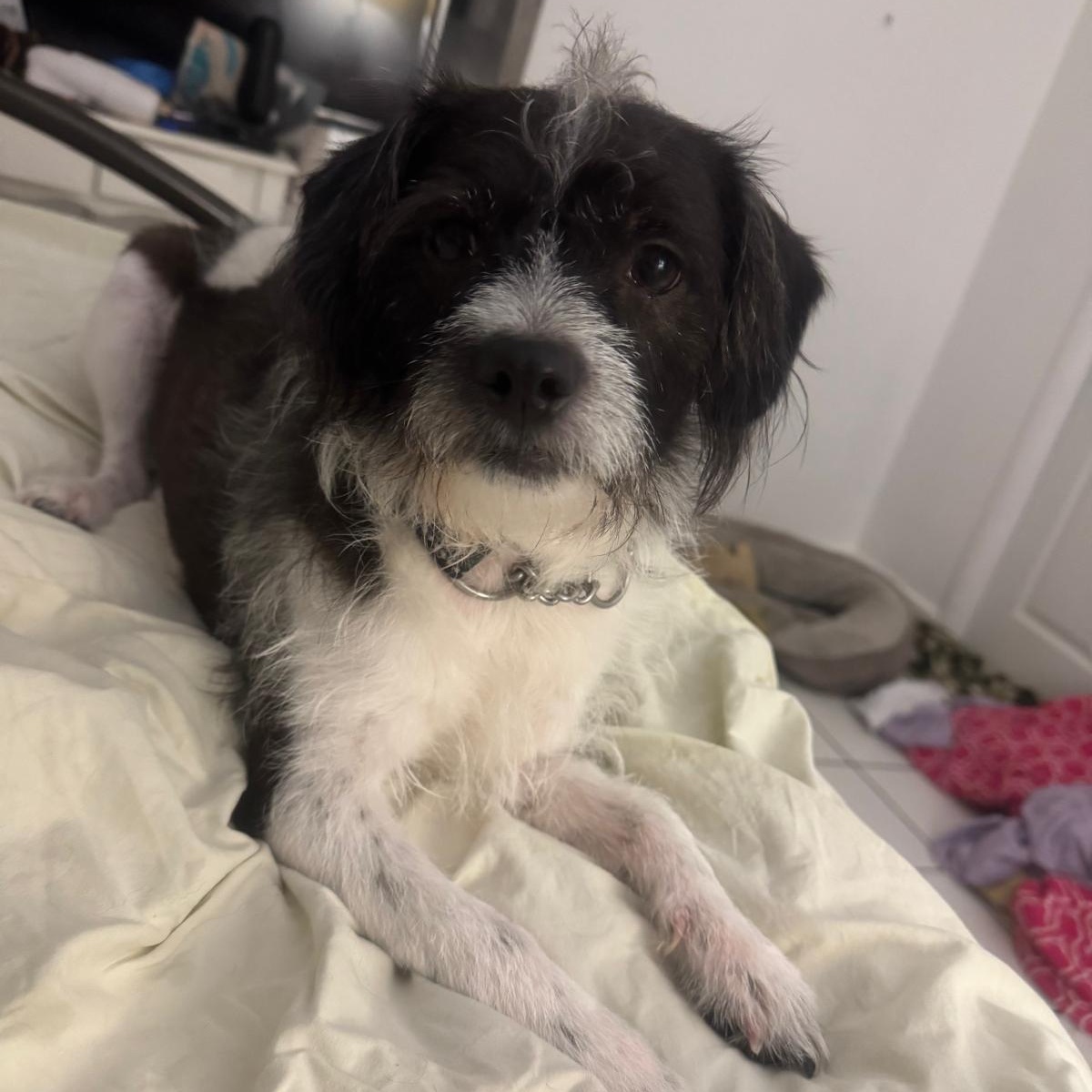 Enlarge Cosmo, a ADOPTABLE mixed breed in Miami, FL image 4/5