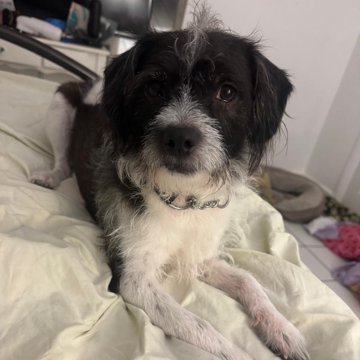 Enlarge Cosmo, a ADOPTABLE mixed breed in Miami, FL image 3/5