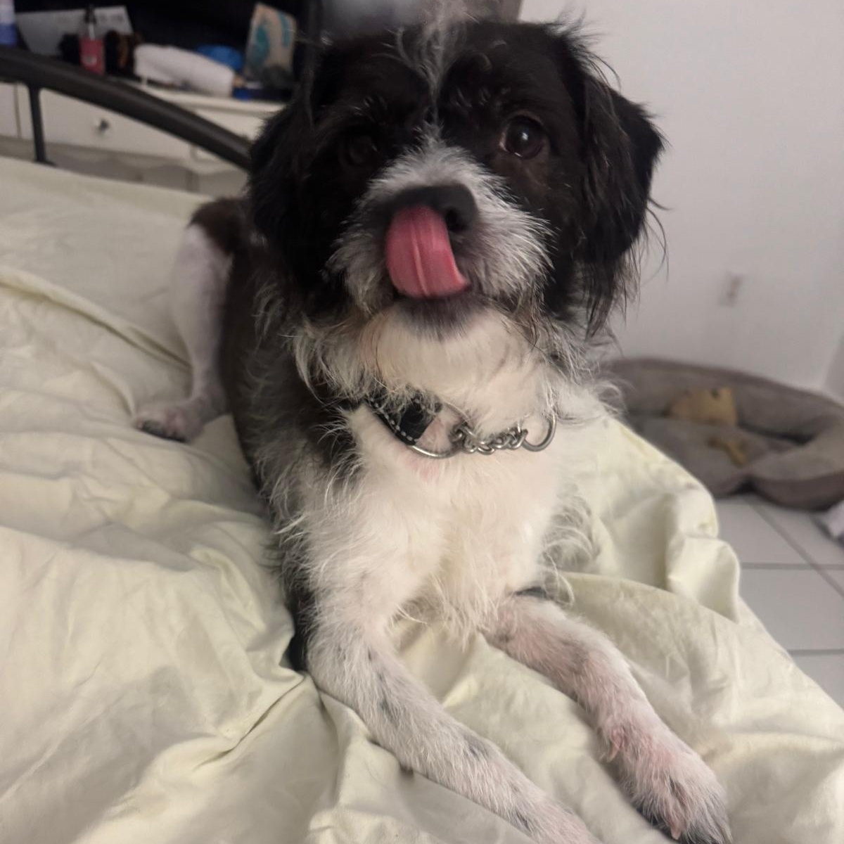 Enlarge Cosmo, a ADOPTABLE mixed breed in Miami, FL image 2/5