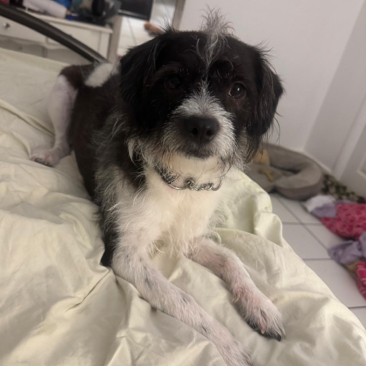 Enlarge Cosmo, a ADOPTABLE mixed breed in Miami, FL image 1/5