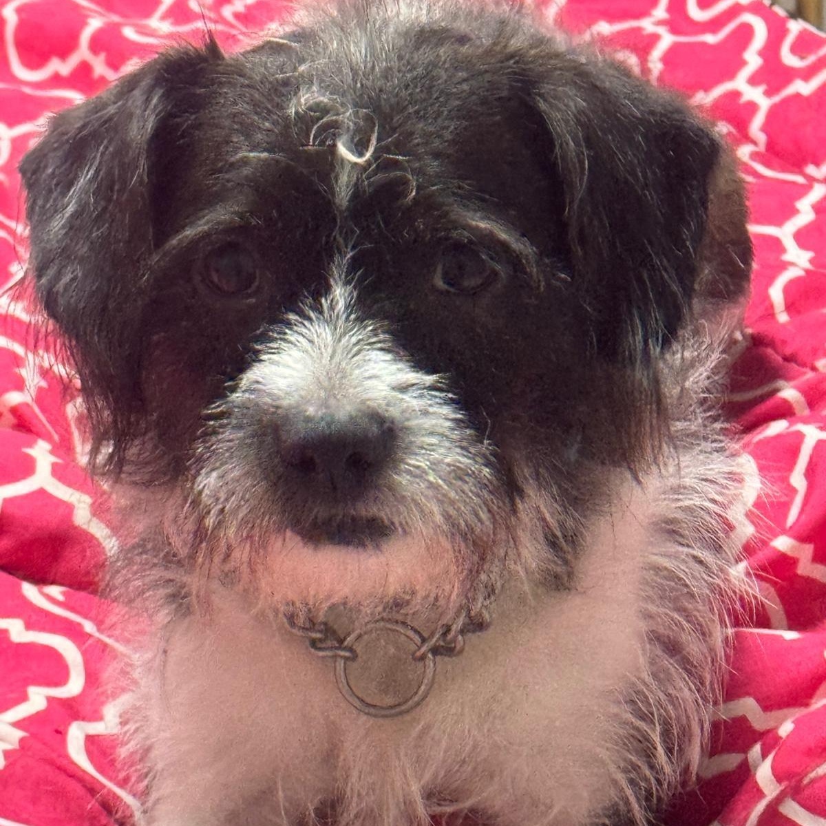 Enlarge Cosmo, a ADOPTABLE mixed breed in Miami, FL image 5/5