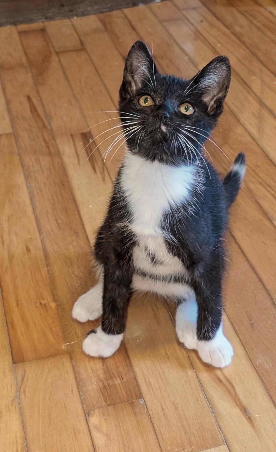 Enlarge Tux, a Adoptable Domestic Short Hair in Wakefield, QC image 1/4