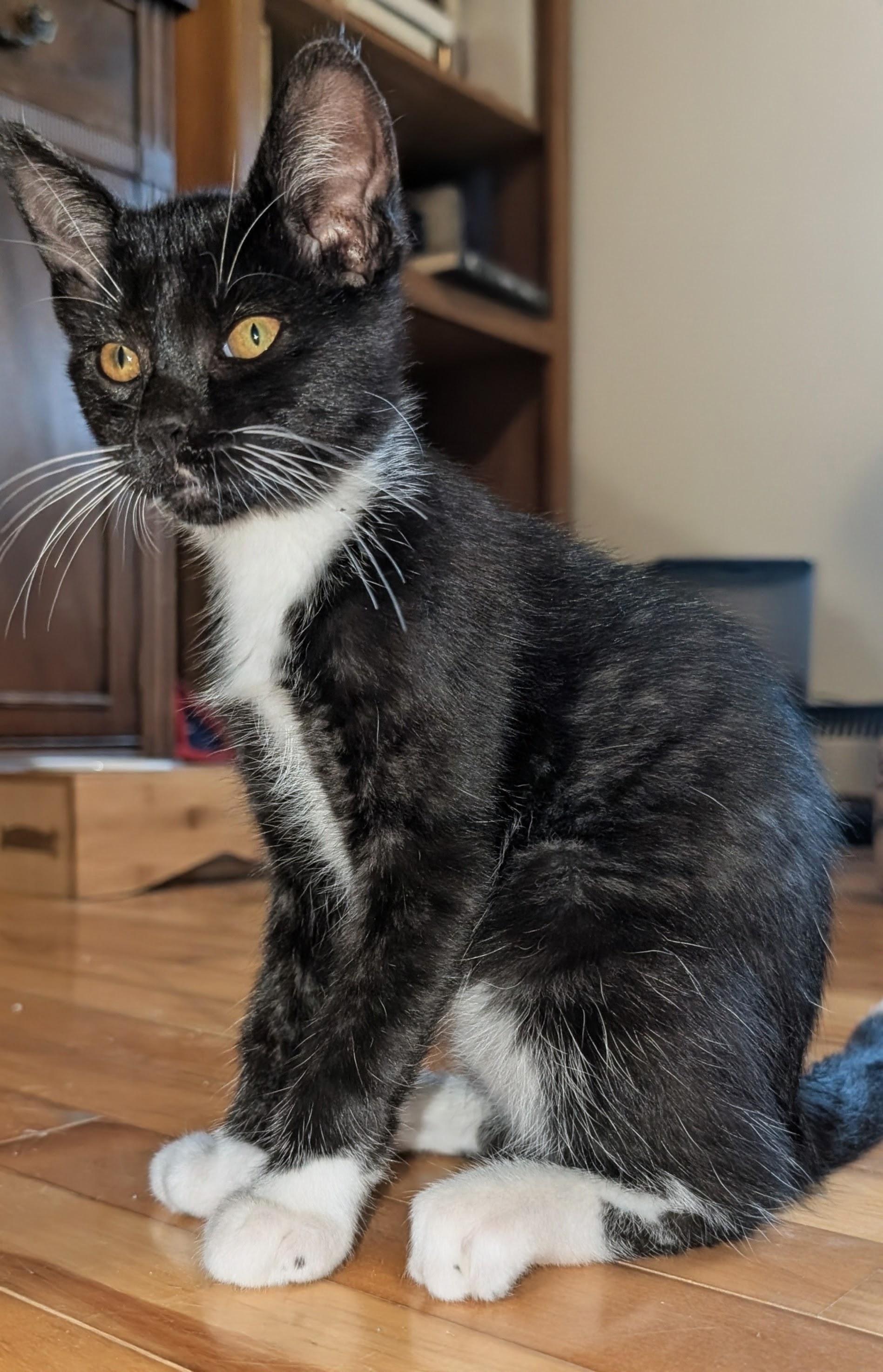 Enlarge Tux, a Adoptable Domestic Short Hair in Wakefield, QC image 2/4