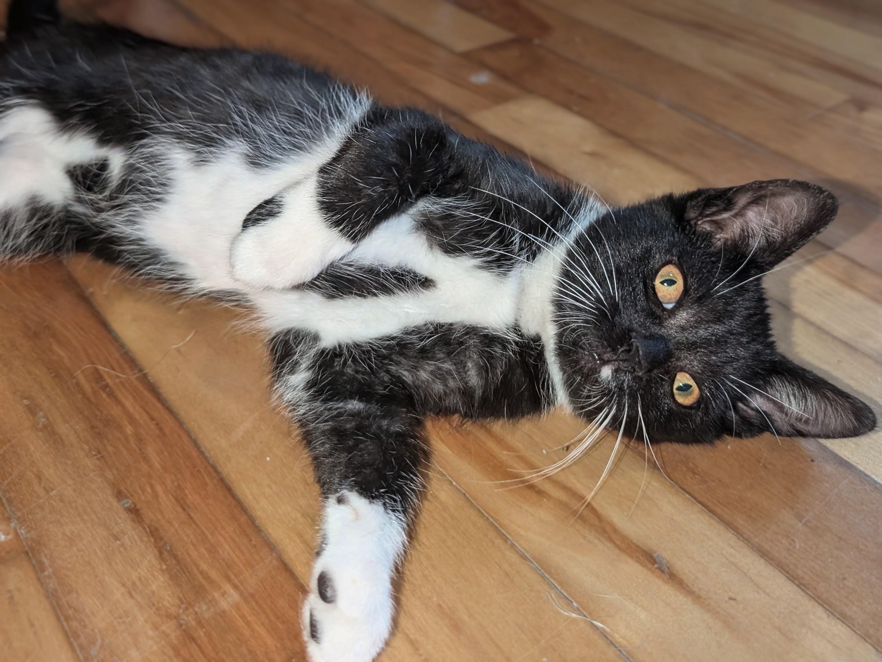 Enlarge Tux, a Adoptable Domestic Short Hair in Wakefield, QC image 3/4