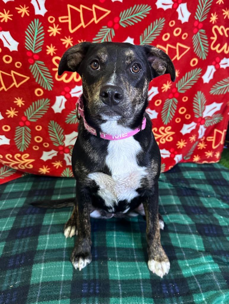 Sweettart, Adoptable, Young Female Pit Bull Terrier.