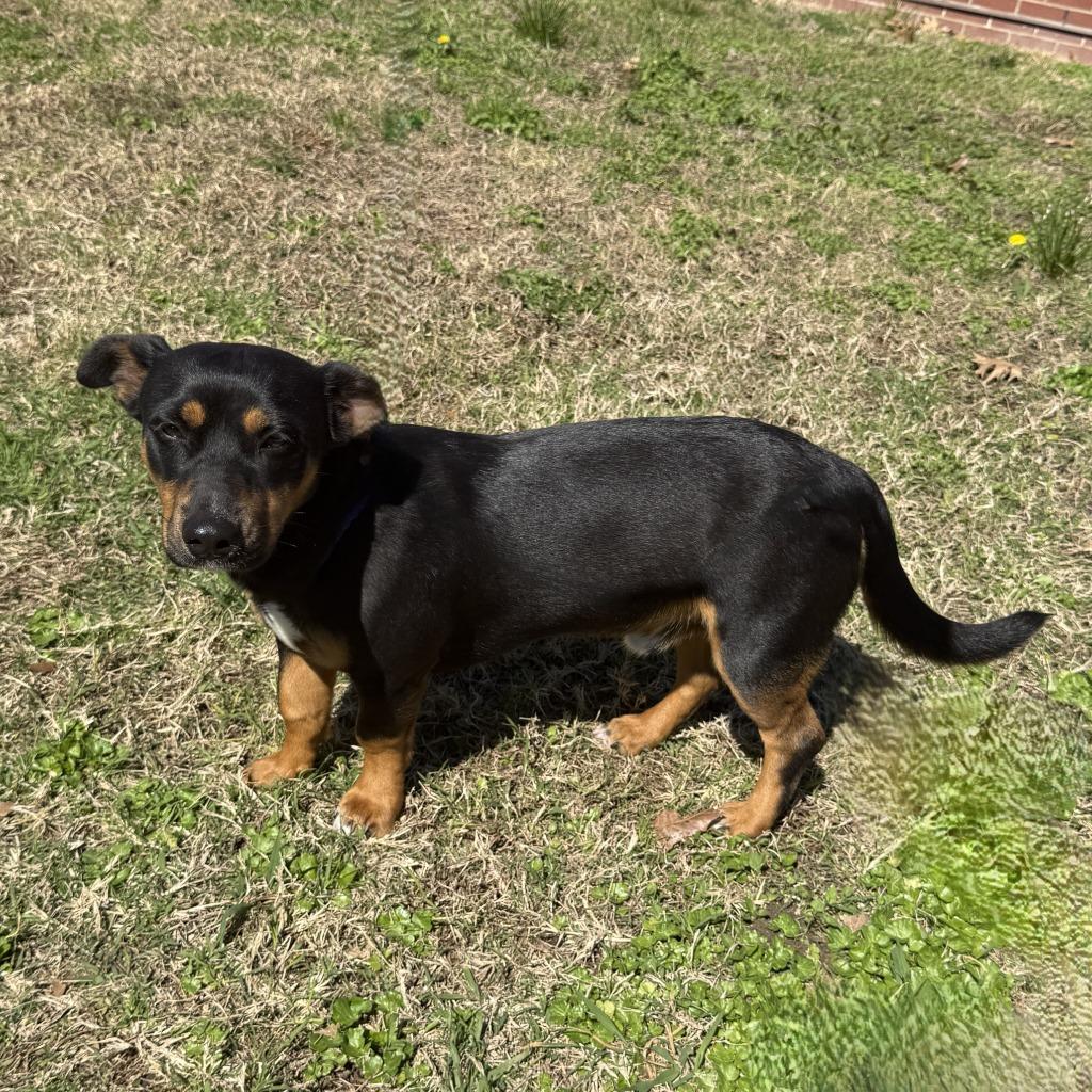 Taquito, a Adoptable mixed breed in Brenham, TX image 2/6