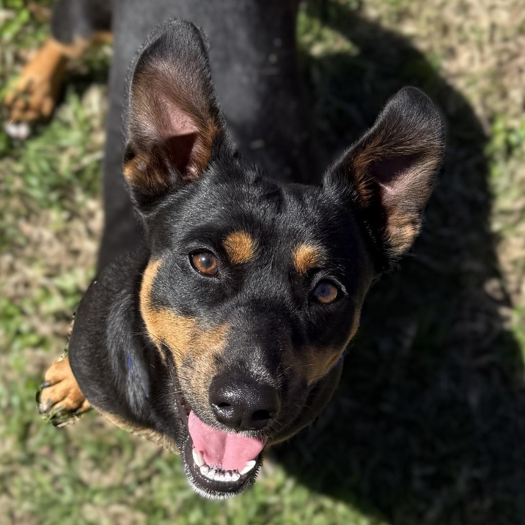 Taquito, Adoptable, Young Male Miniature Pinscher & Terrier.