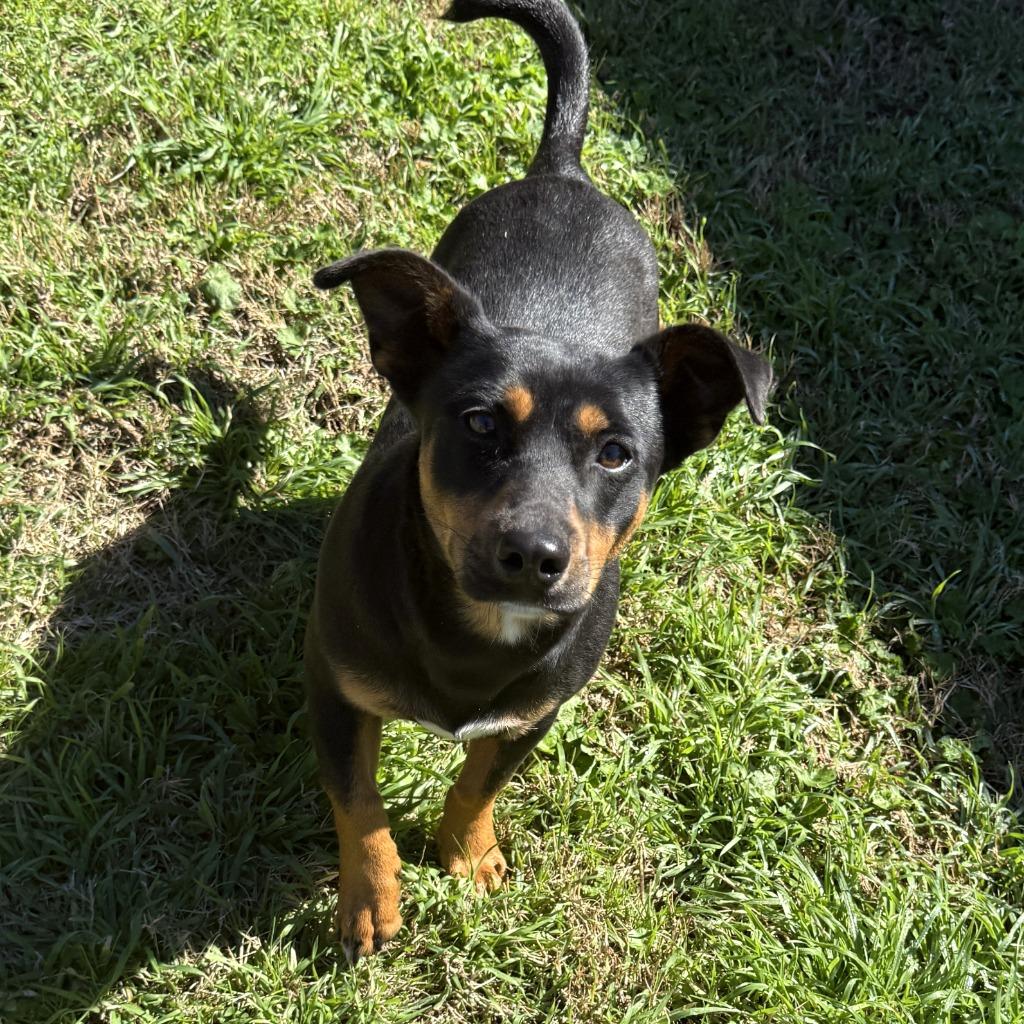 Taquito, a Adoptable mixed breed in Brenham, TX image 5/6