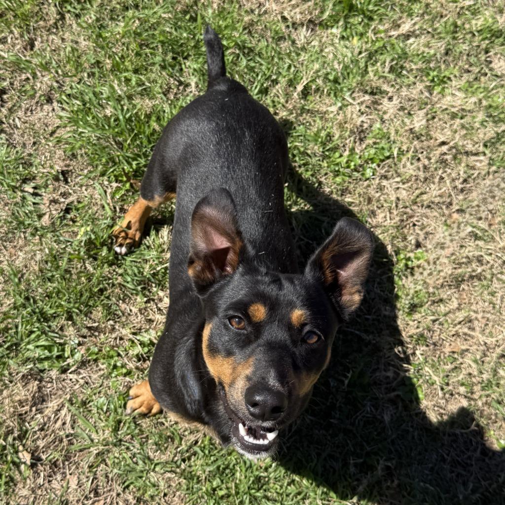 Taquito, a Adoptable mixed breed in Brenham, TX image 6/6