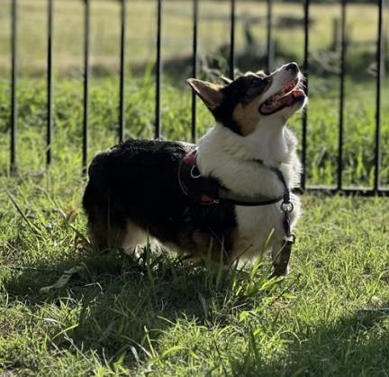 Aloy, Adoptable, Adult Female Pembroke Welsh Corgi.