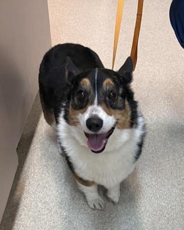 Enlarge Aloy, a Adoptable Pembroke Welsh Corgi in Arlington, TX image 3/4