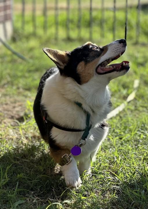 Enlarge Aloy, a Adoptable Pembroke Welsh Corgi in Arlington, TX image 2/4
