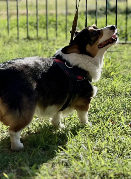 Enlarge Aloy, a Adoptable Pembroke Welsh Corgi in Arlington, TX image 3/4