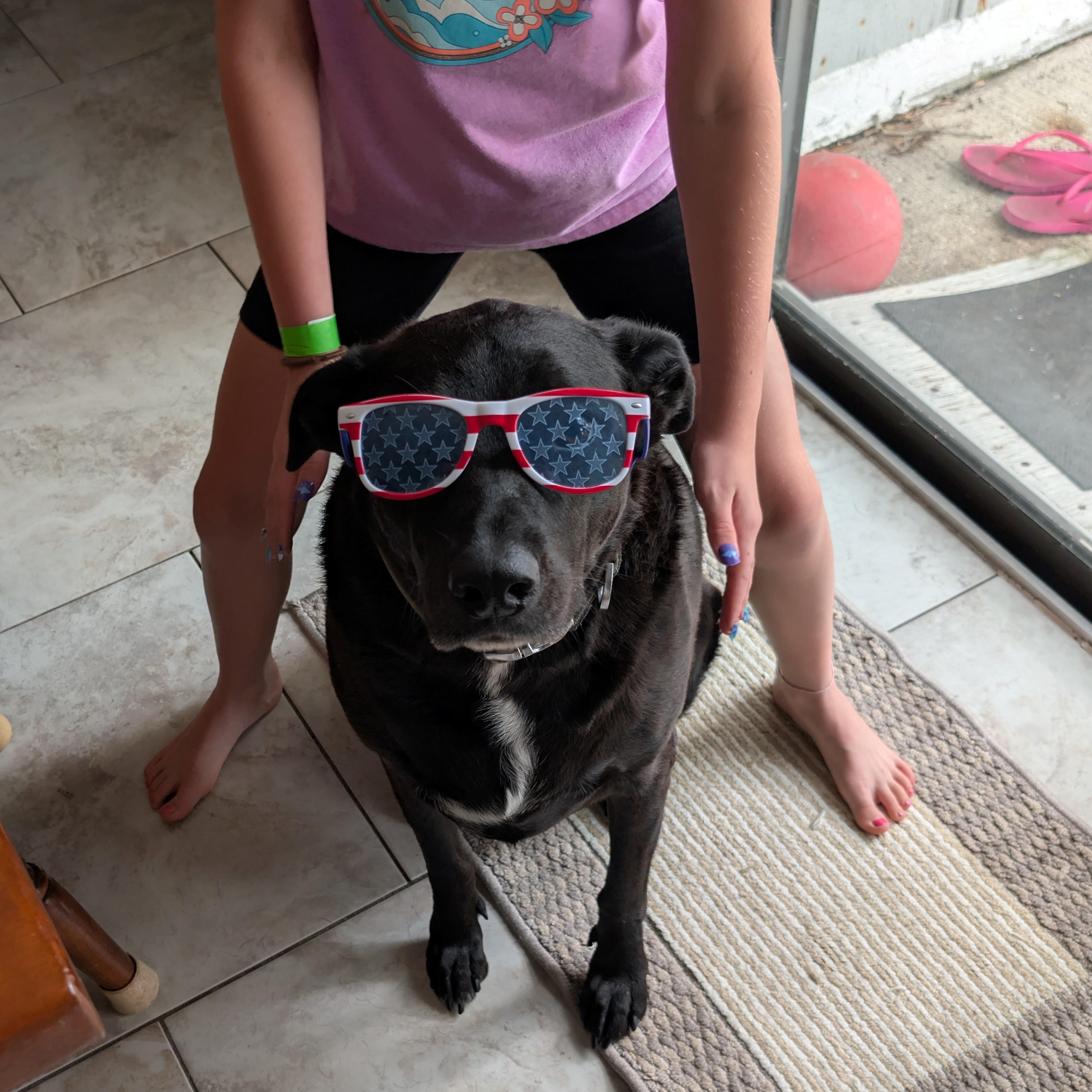 BEAU, a Adoptable mixed breed in Bradenton, FL image 1/5