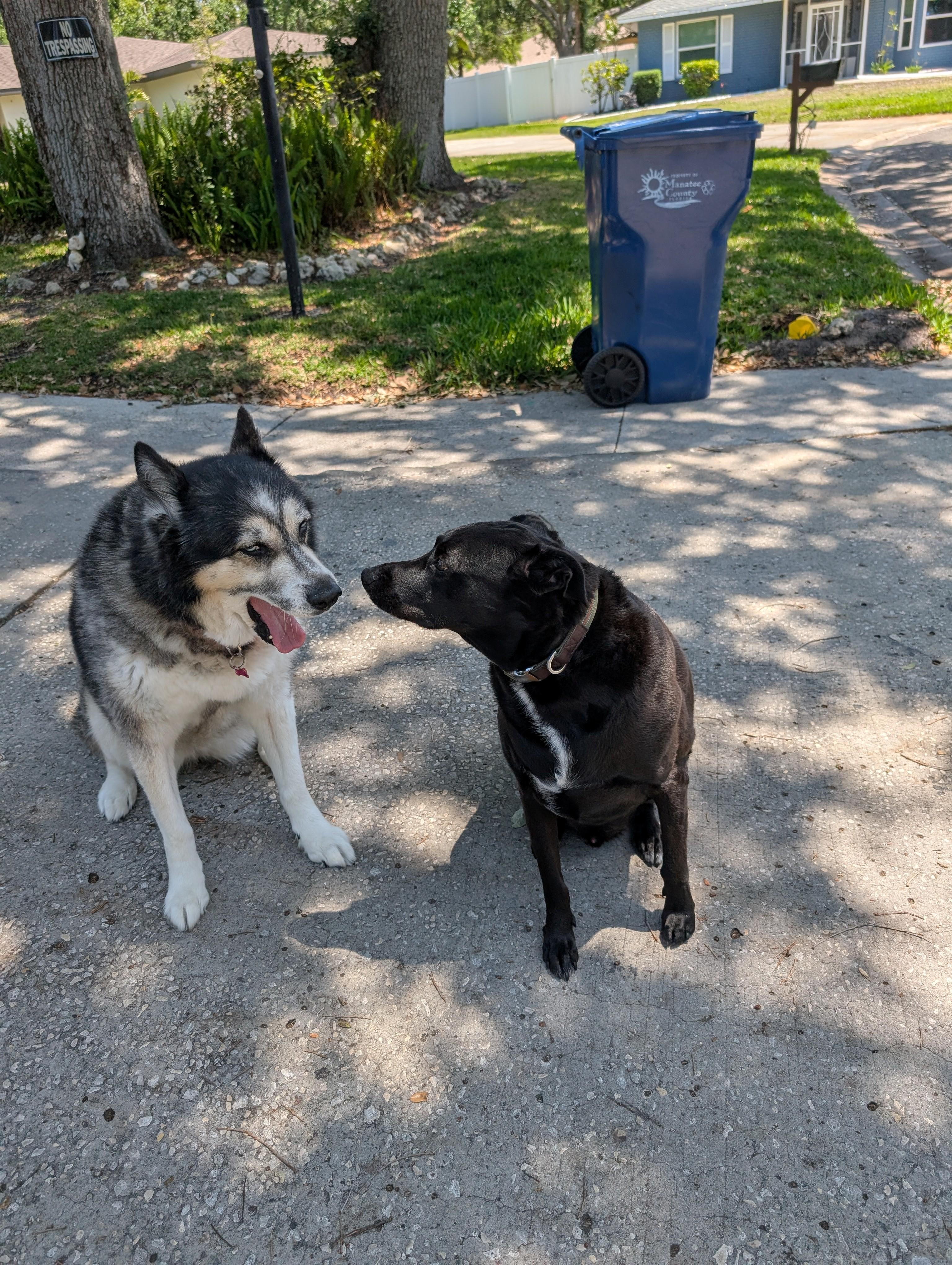 BEAU, a Adoptable mixed breed in Bradenton, FL image 2/5